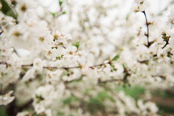 everwild (383 of 493)